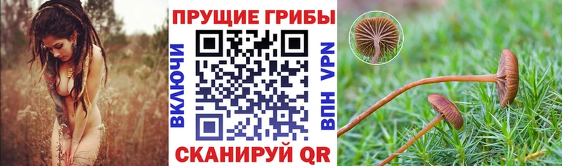 Псилоцибиновые грибы прущие грибы  площадка состав  Улан-Удэ 
